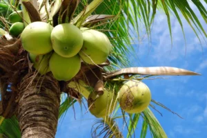 coconut1