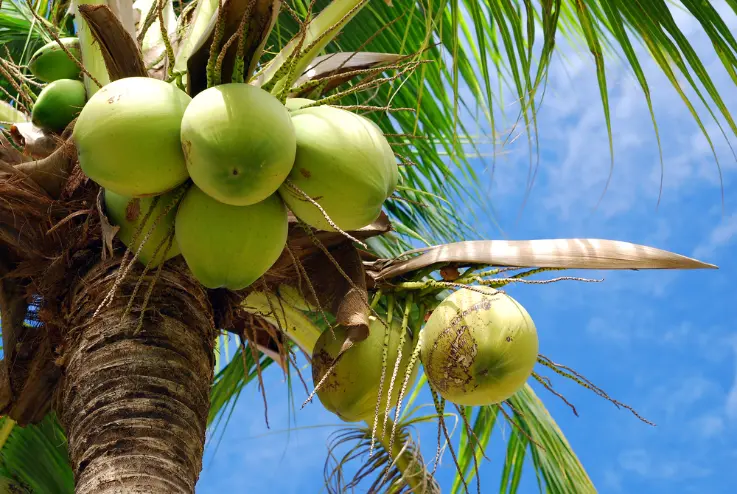 coconut1
