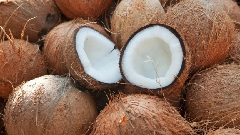coconut2