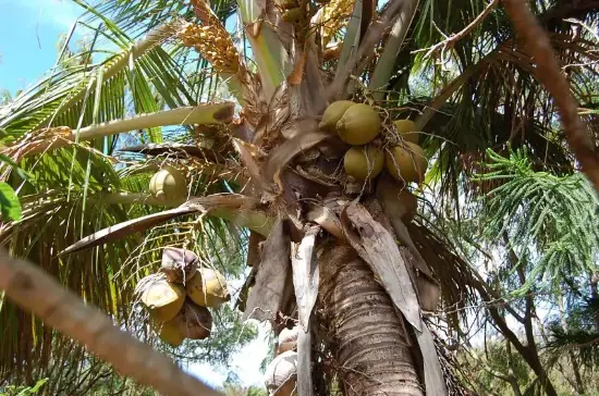 coconut3