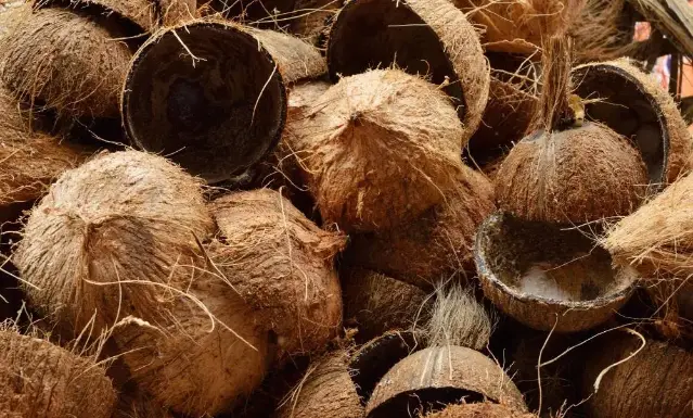 coconut4