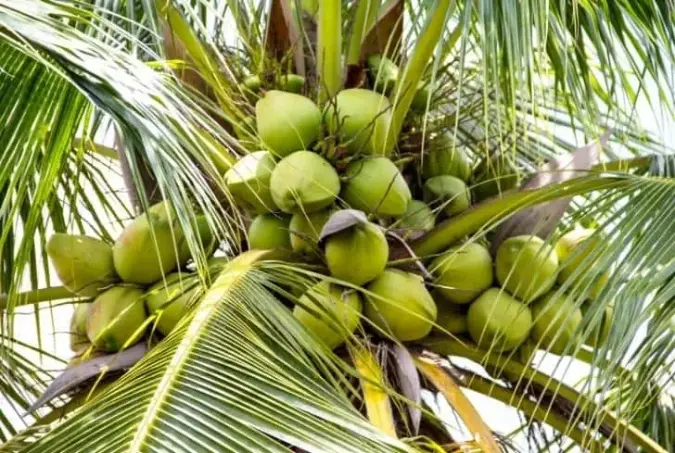 coconut5